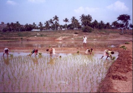 Woman at work in a rice filed in Karnataka