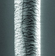 Hairwire