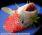 Pesce fragola