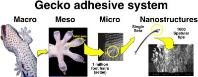 Gecko adhesive system