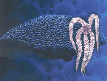 Ophiocoma wendetii