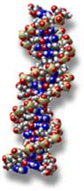 dna.jpg (16696 byte)