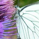 farfalla