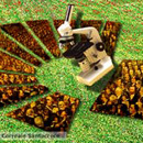 Science and Partecipation